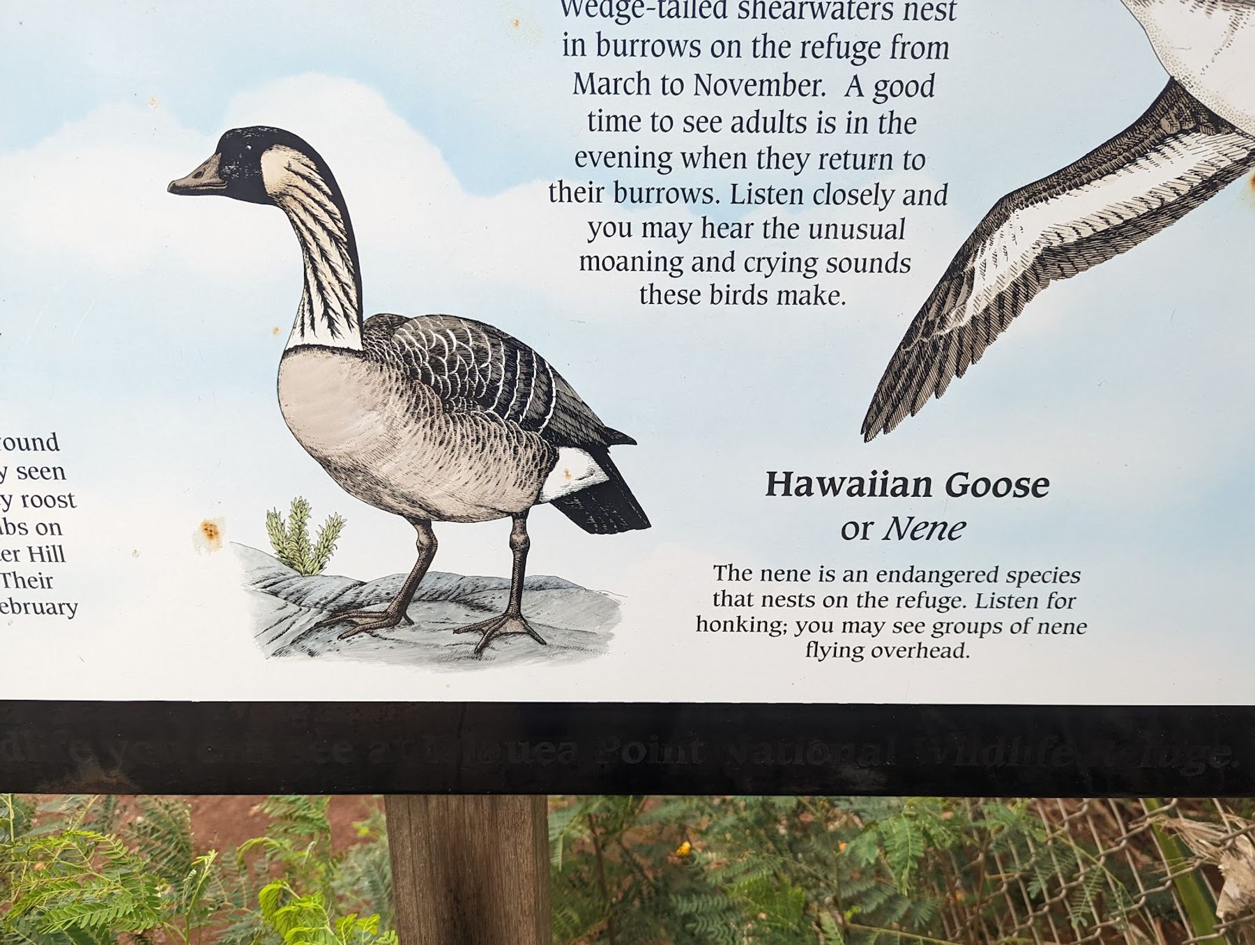 Kilauea Point National Wildlife Refuge in Kīlauea, Kaua‘i photo 4