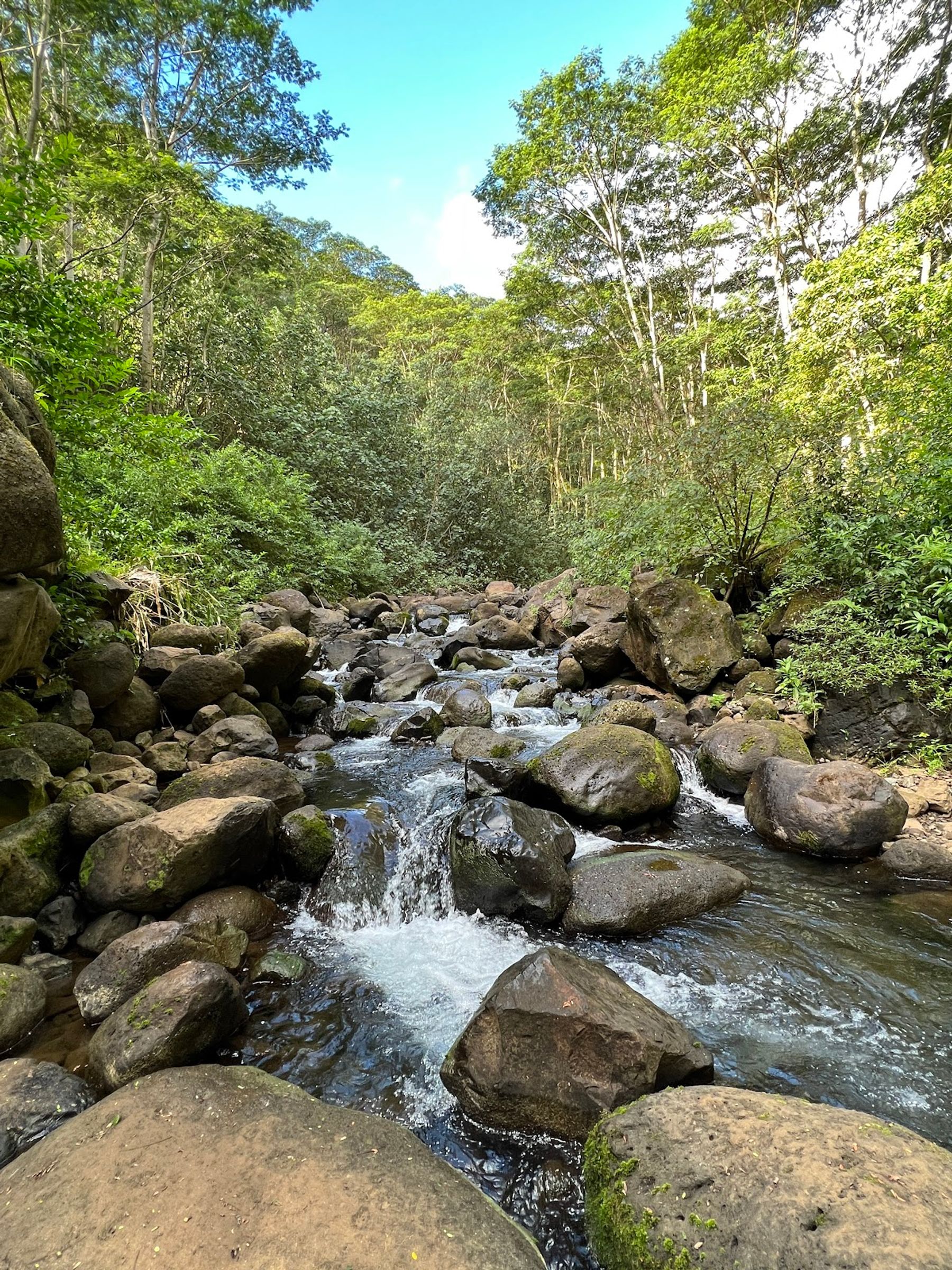 Photo 5 of Makaleha Trailhead in Wailua, Kauai