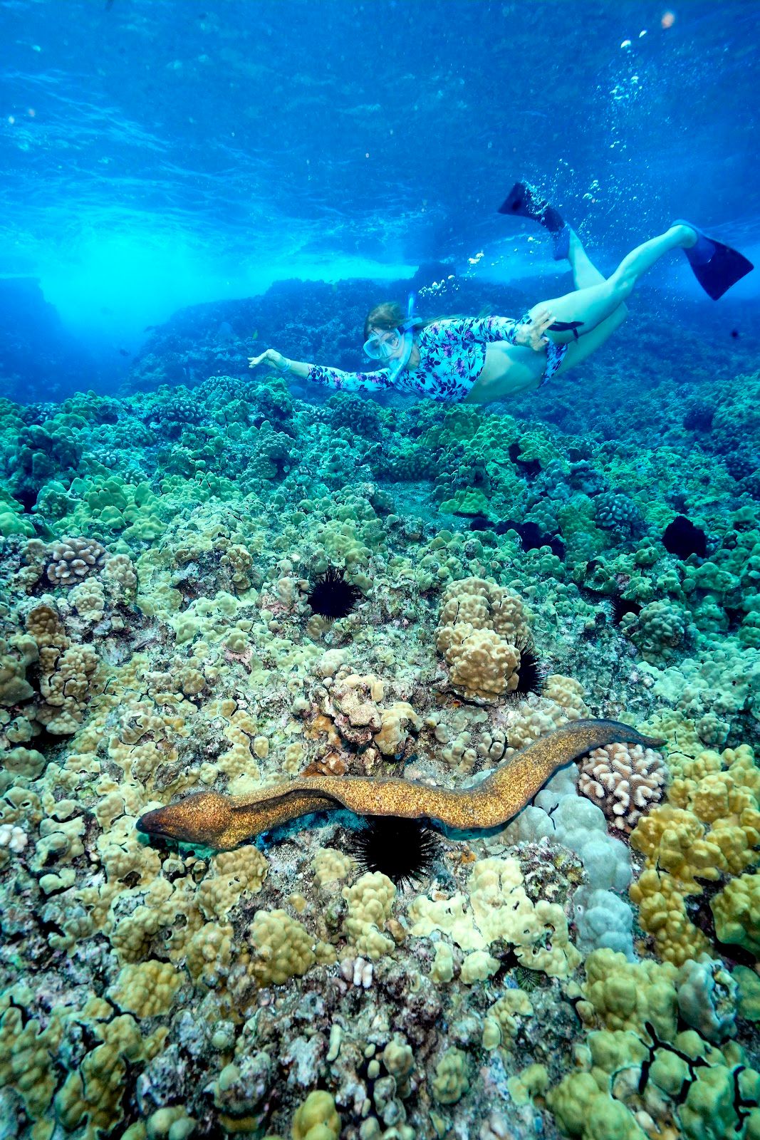 Photo 1 of Snorkel Molokini in Kapalua, Maui