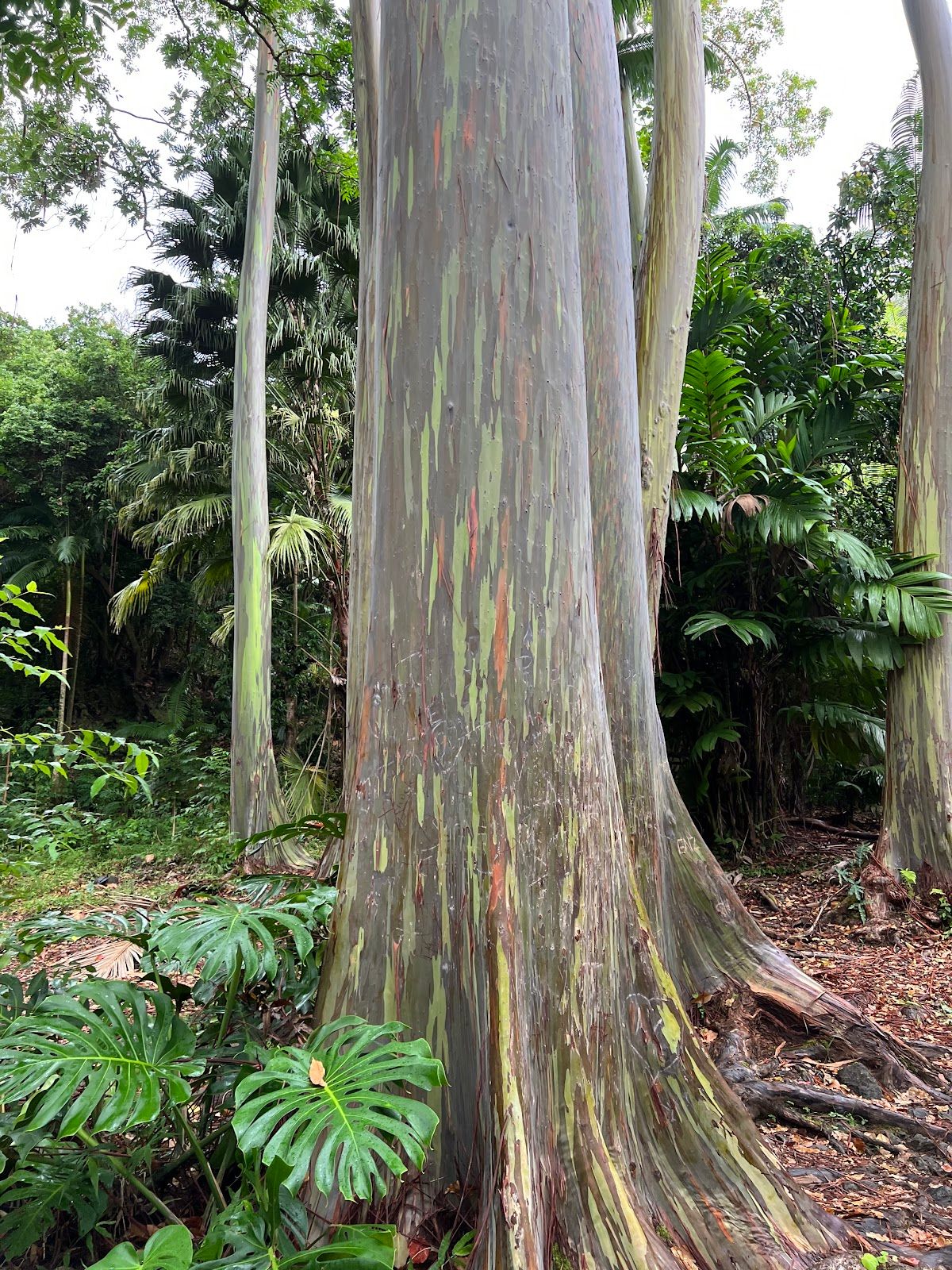 Photo 1 of Ke'anae Arboretum in Keʻanae-Nāhiku, Maui