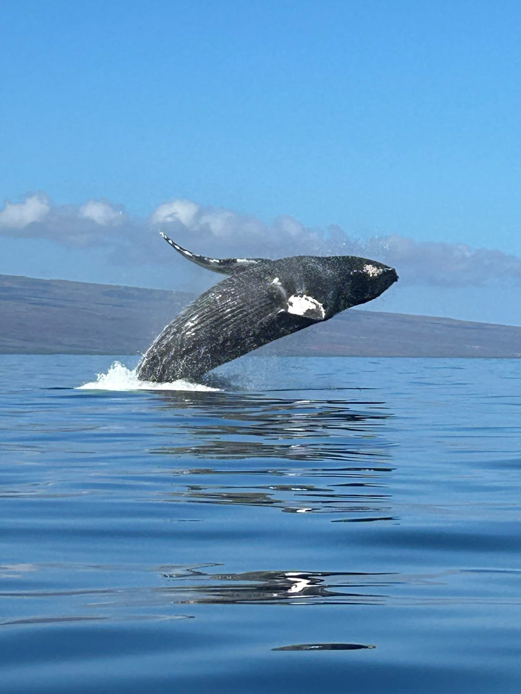 Photo 2 of Ultimate Whale Watch & Snorkel in Lāhainā, Maui