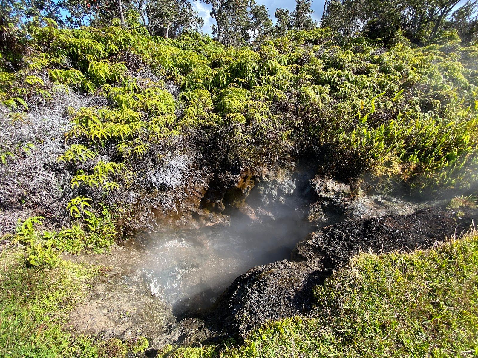 Photo 9 of Steam Vents in Volcano, Big Island