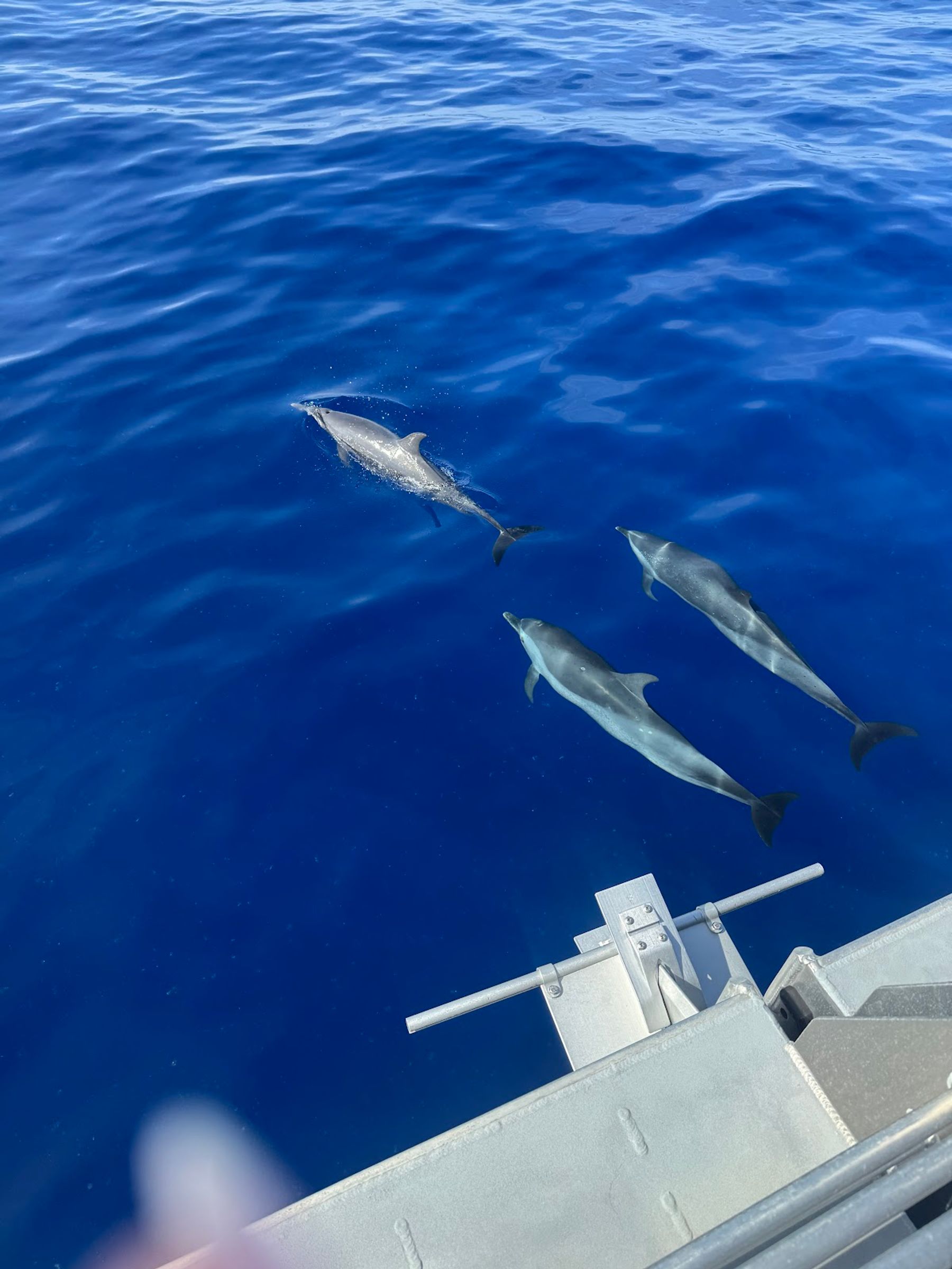 Photo 4 of Iruka Hawaii Dolphin Snorkeling Tours in Ala Moana & Mōʻiliʻili, Oahu