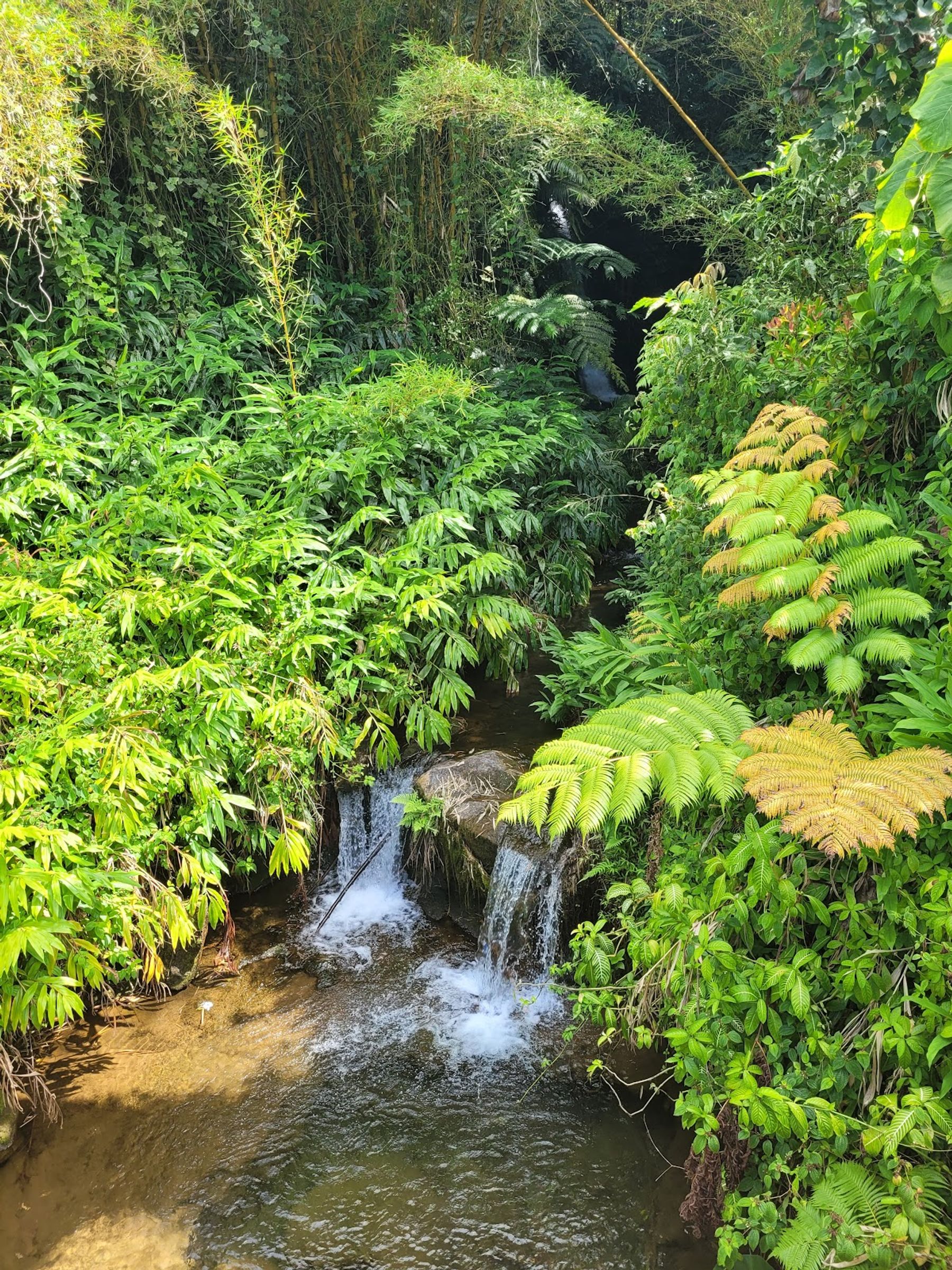 Photo 4 of ‘Akaka Falls in Greater Hilo, Big Island