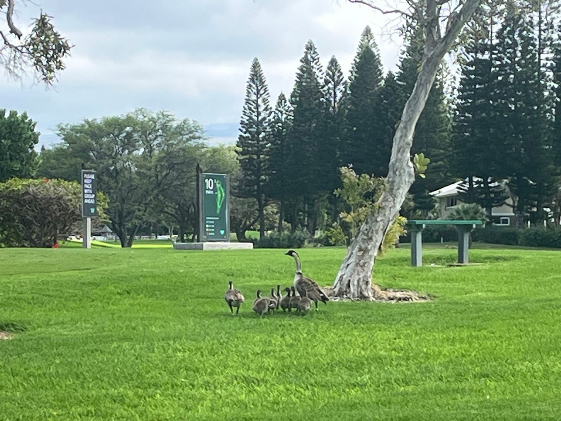 Photo 8 of The Village Course at Waikōloa in Waikoloa, Big Island