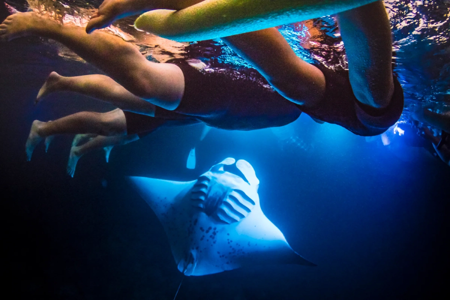 Photo 1 of Iruka Hawai‘i Dolphin and Manta Tours in Kailua-Kona, Big Island