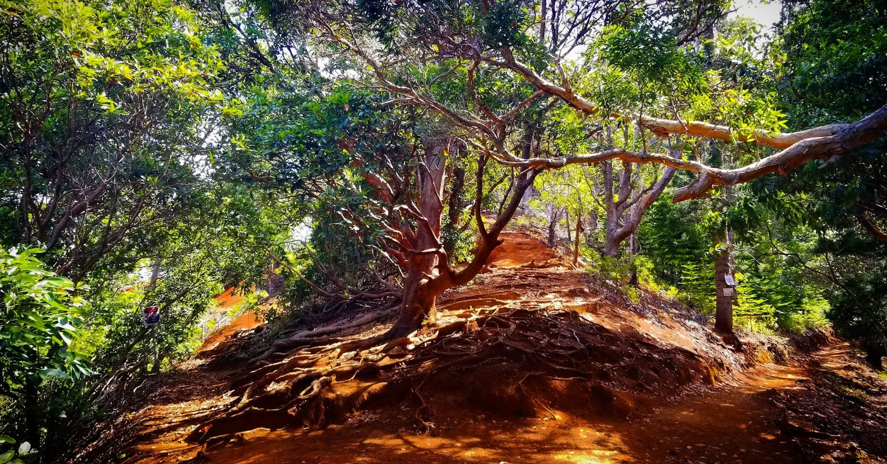Photo 8 of ʻAiea Loop Trailhead in Pearl Harbor & ʻAiea, Oahu