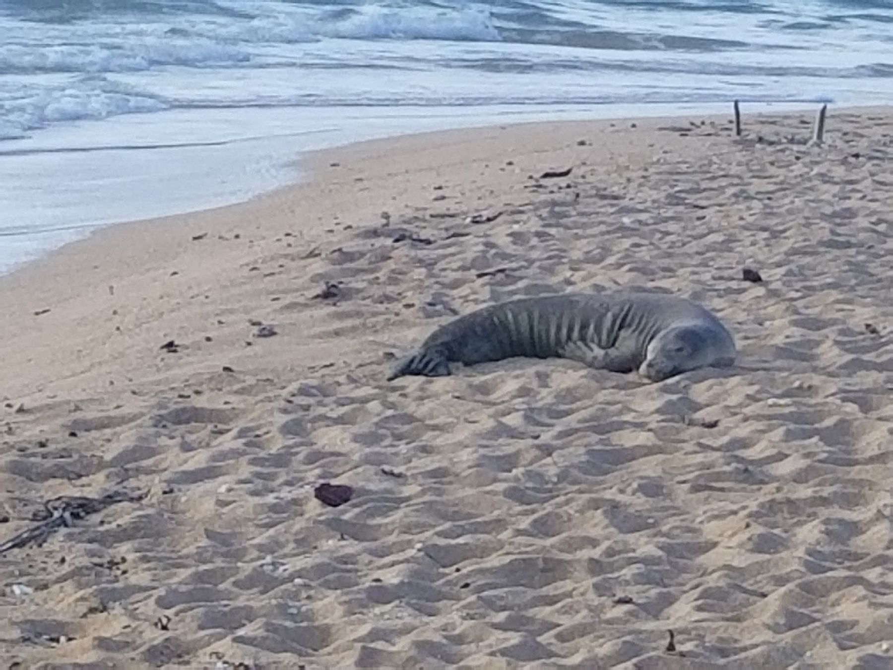 Tunnels Beach (Makua) in Haena, Kaua‘i photo 4