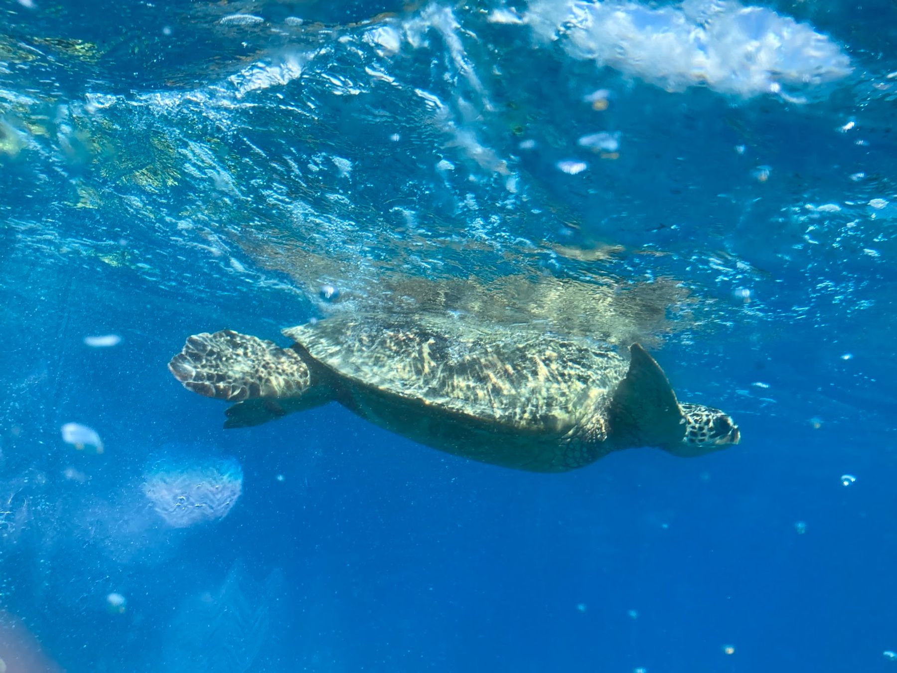 Photo 2 of Island Water Sports Hawaii in Hawaiʻi Kai & East Honolulu, Oahu