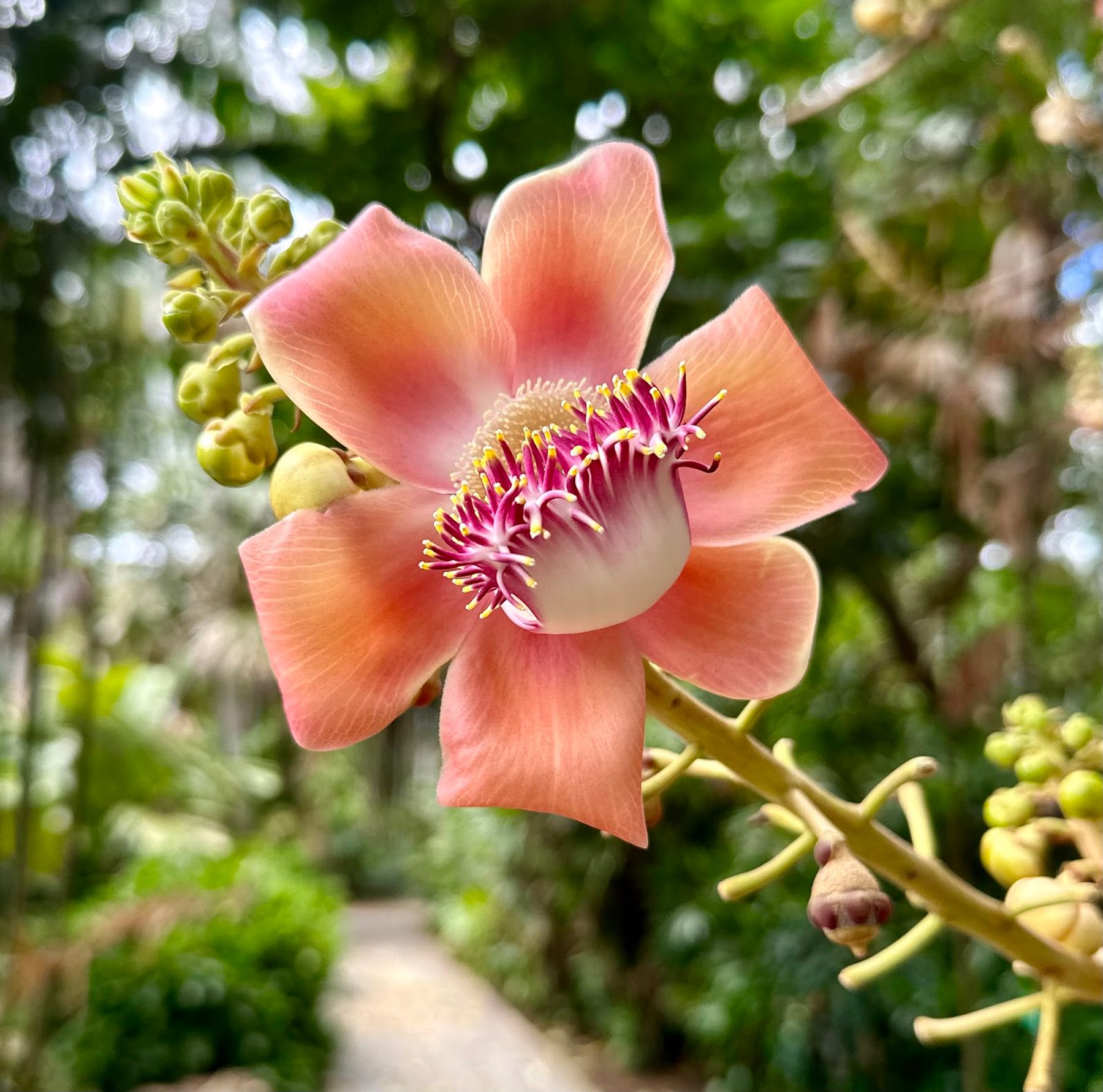 Photo 10 of Foster Botanical Garden in Downtown, Chinatown & Kakaʻako, Oahu