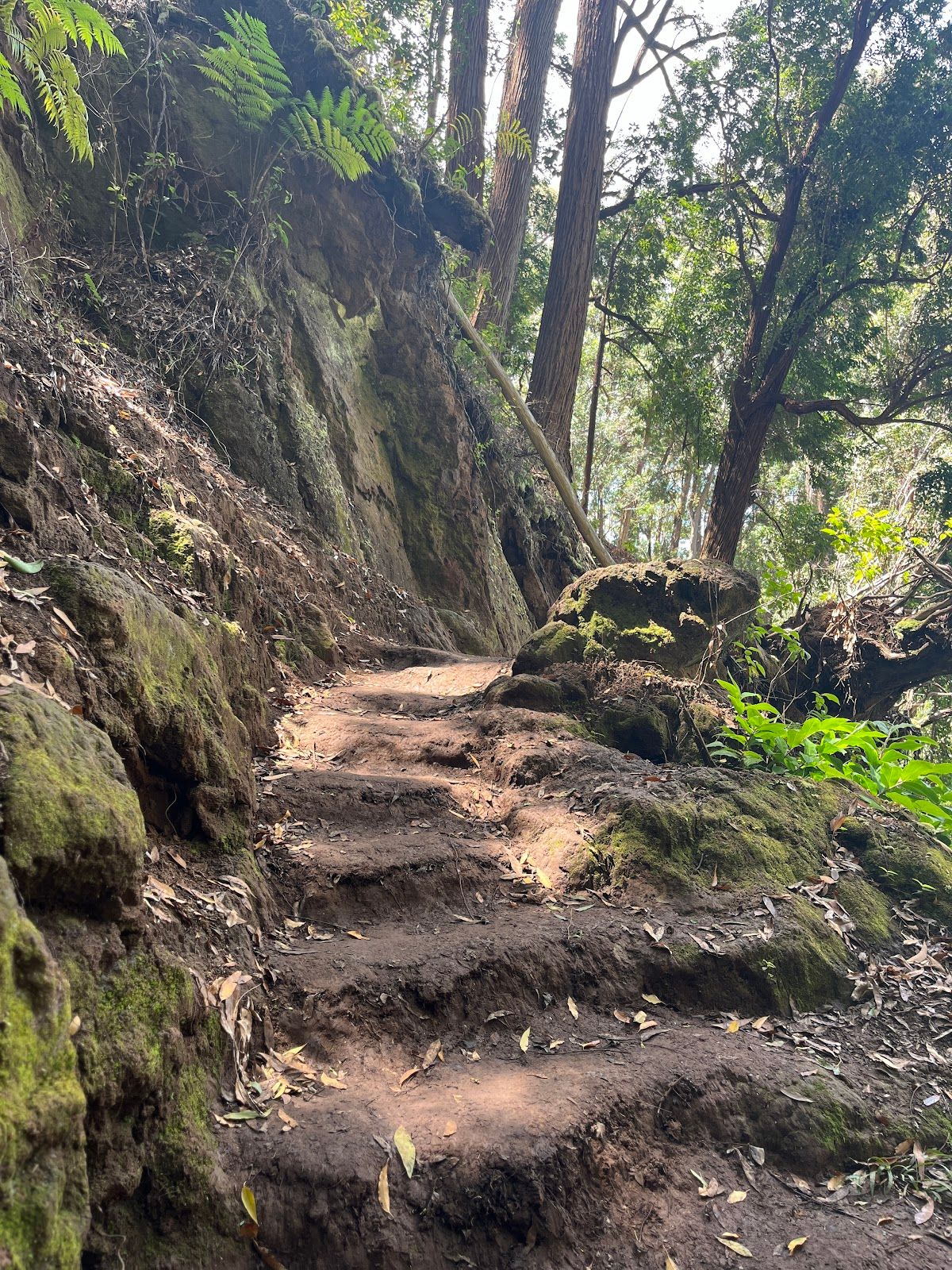 Photo 7 of ʻAiea Loop Trailhead in Pearl Harbor & ʻAiea, Oahu