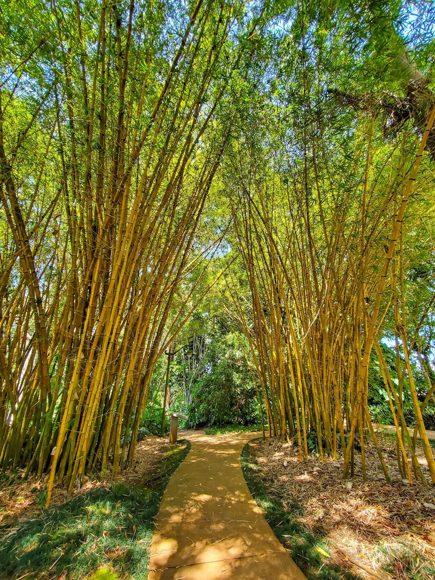 Photo 5 of Wahiawā Botanical Garden in Wahiawā, Oahu