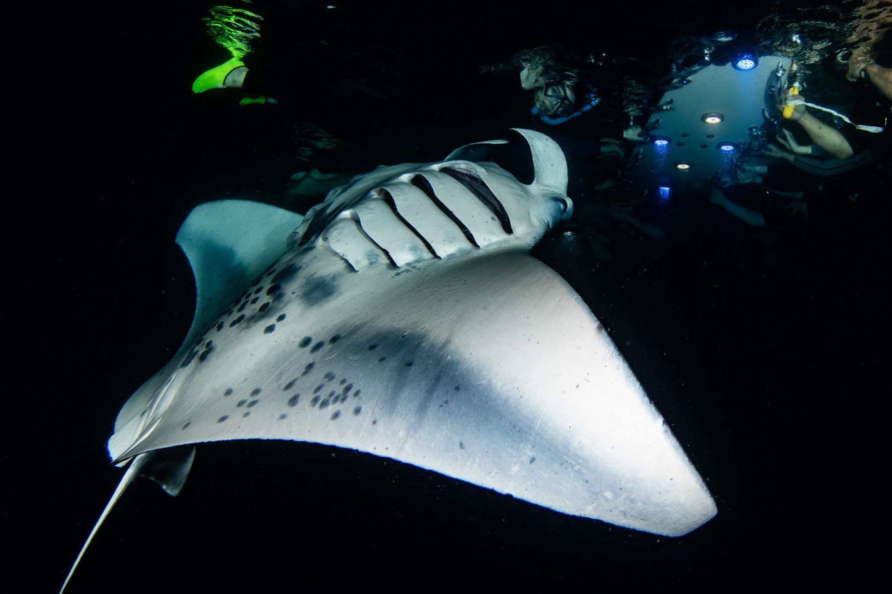 Photo 1 of Manta Ray Night Snorkel in Kailua-Kona, Big Island