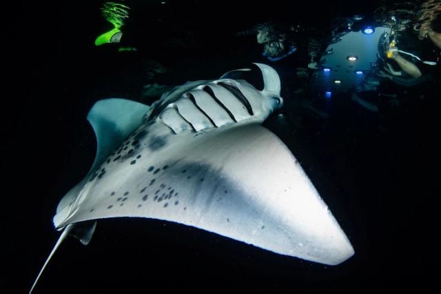 Photo 1 of Manta Ray Night Snorkel in Kailua-Kona, Big Island