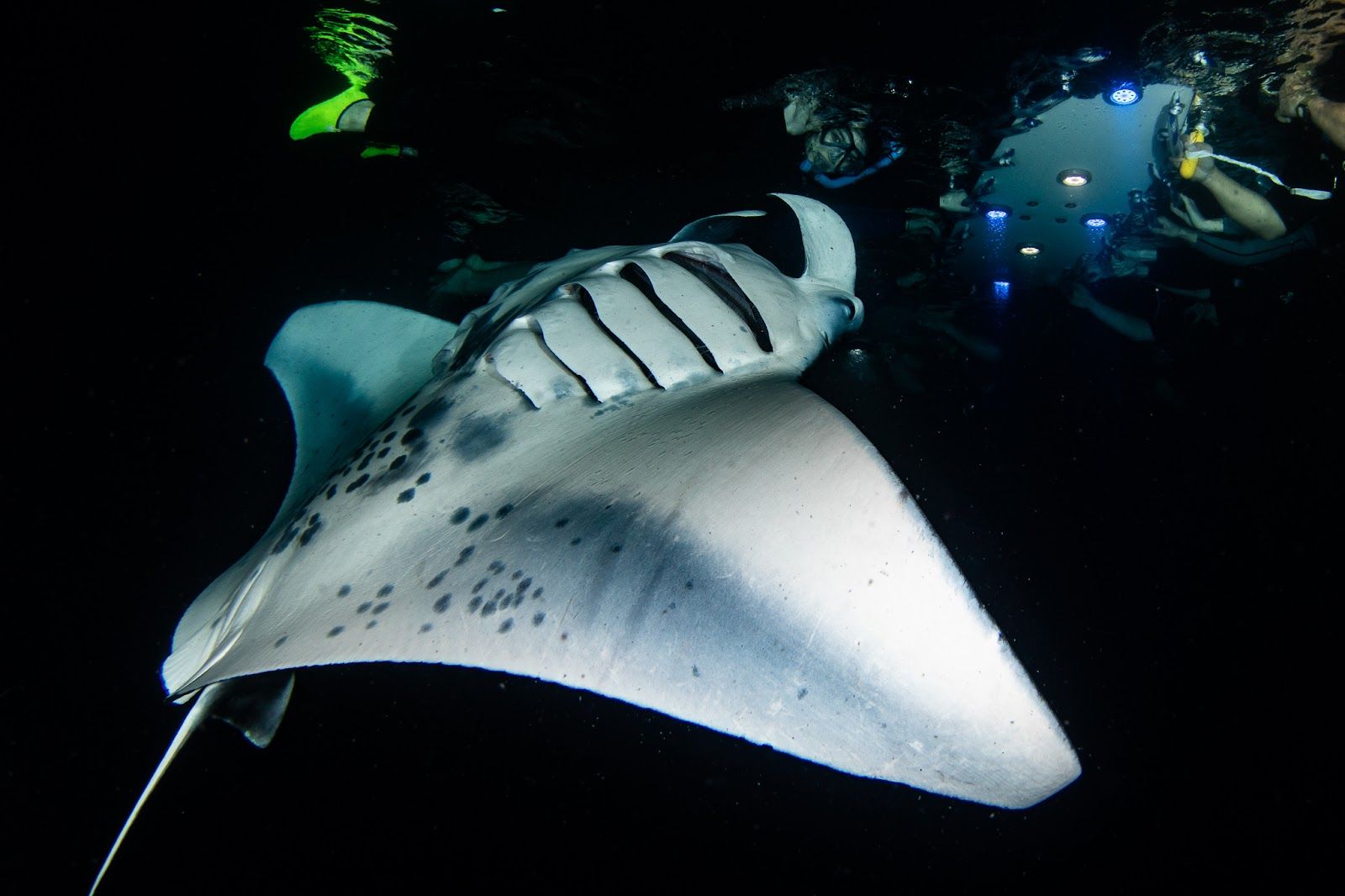 Photo 1 of Manta Ray Night Snorkel in Kailua-Kona, Big Island