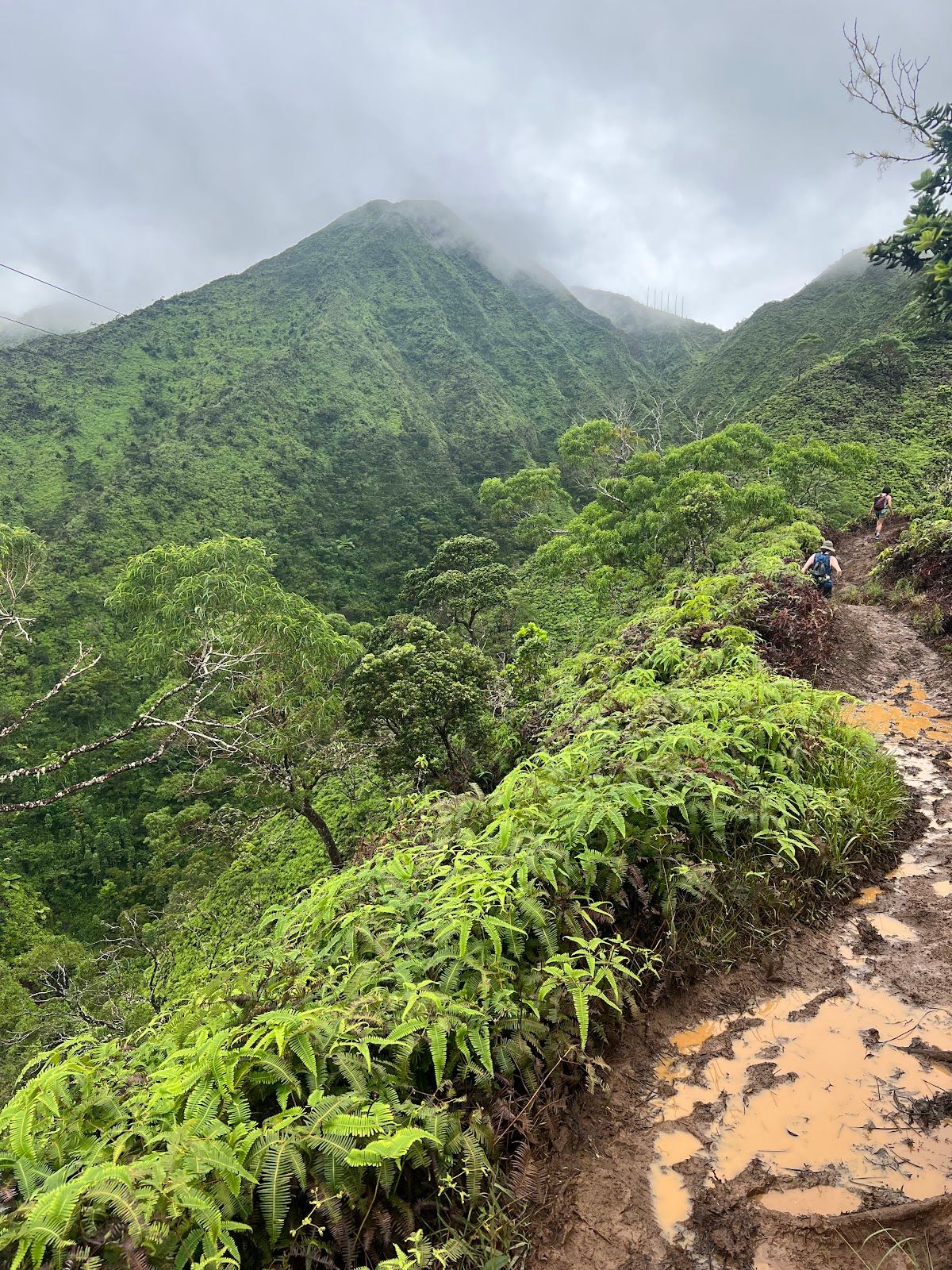 Photo 2 of Wiliwilinui Ridge Trail in Kahala & Waialae, Oahu