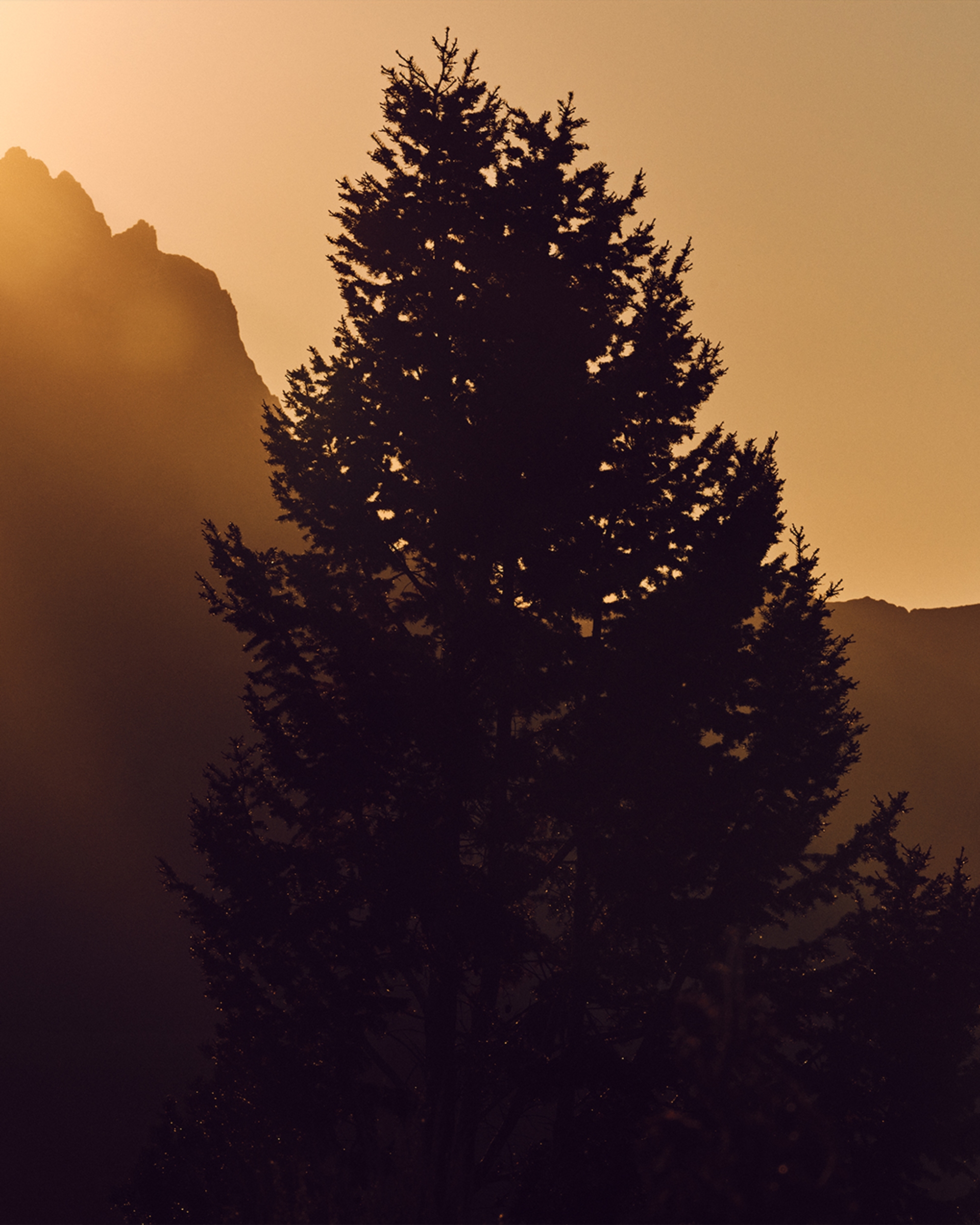 Defender — Fall 2025