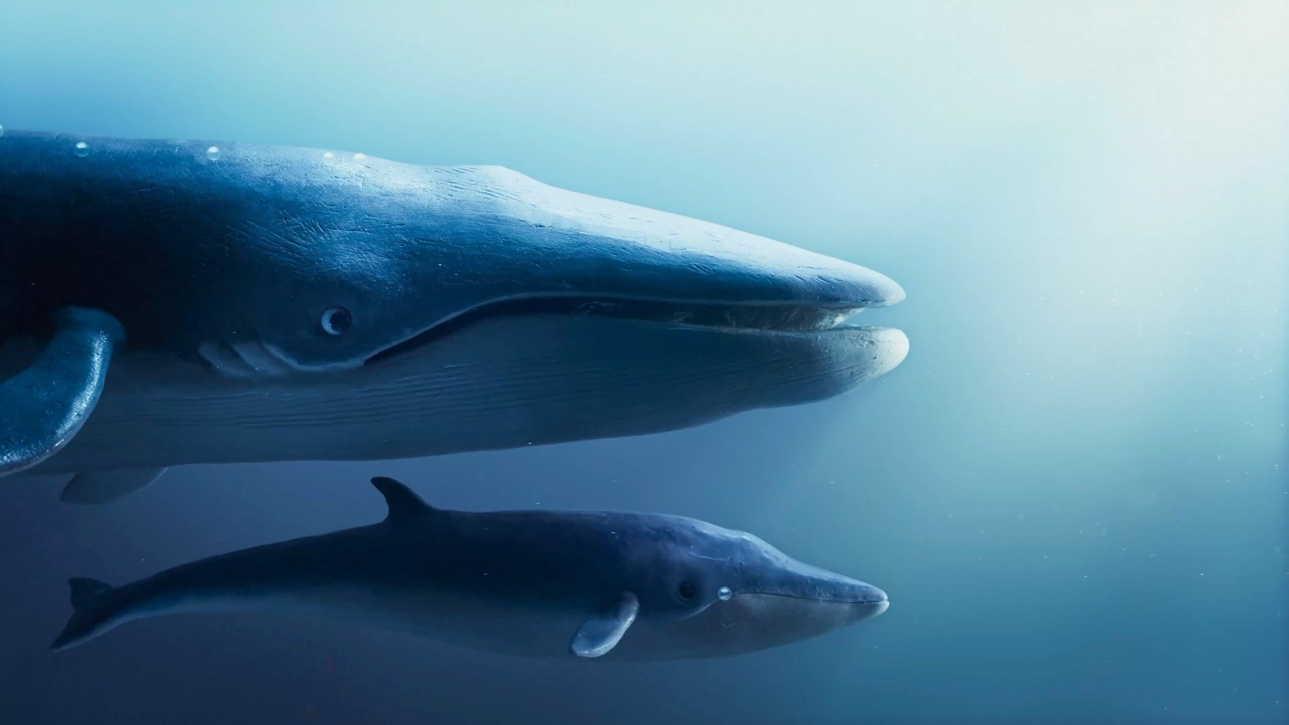 Humane World for Animals