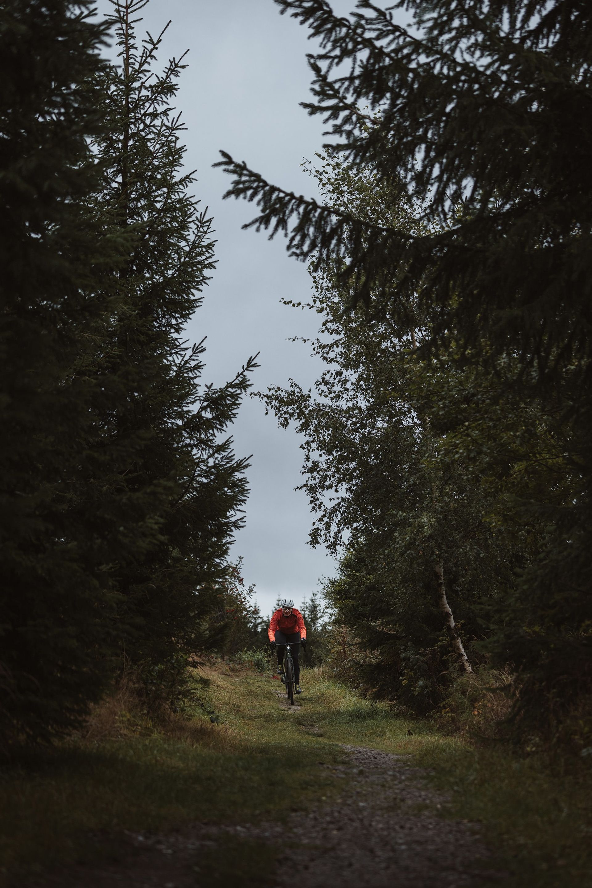 Rider pine forest path — Björn Lexius, Sauerland, Germany