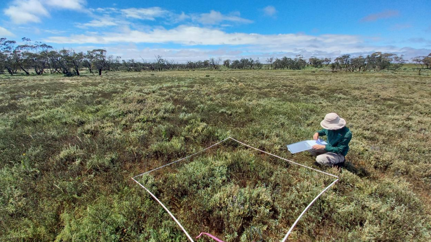Restoring Neds Corner