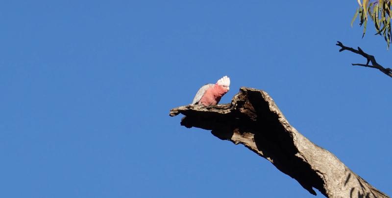 A cockatoo sitting on a branch.