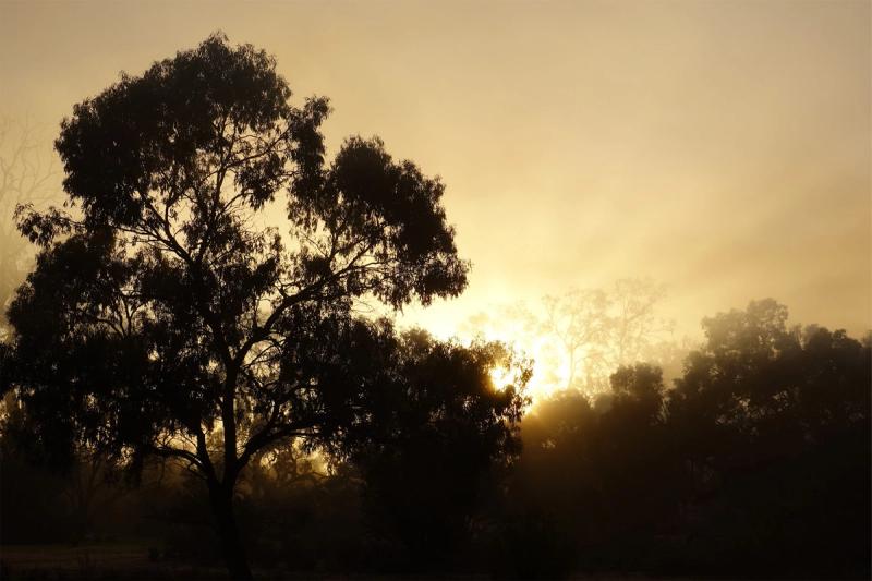 A eucalypst emerging from the sunrise.