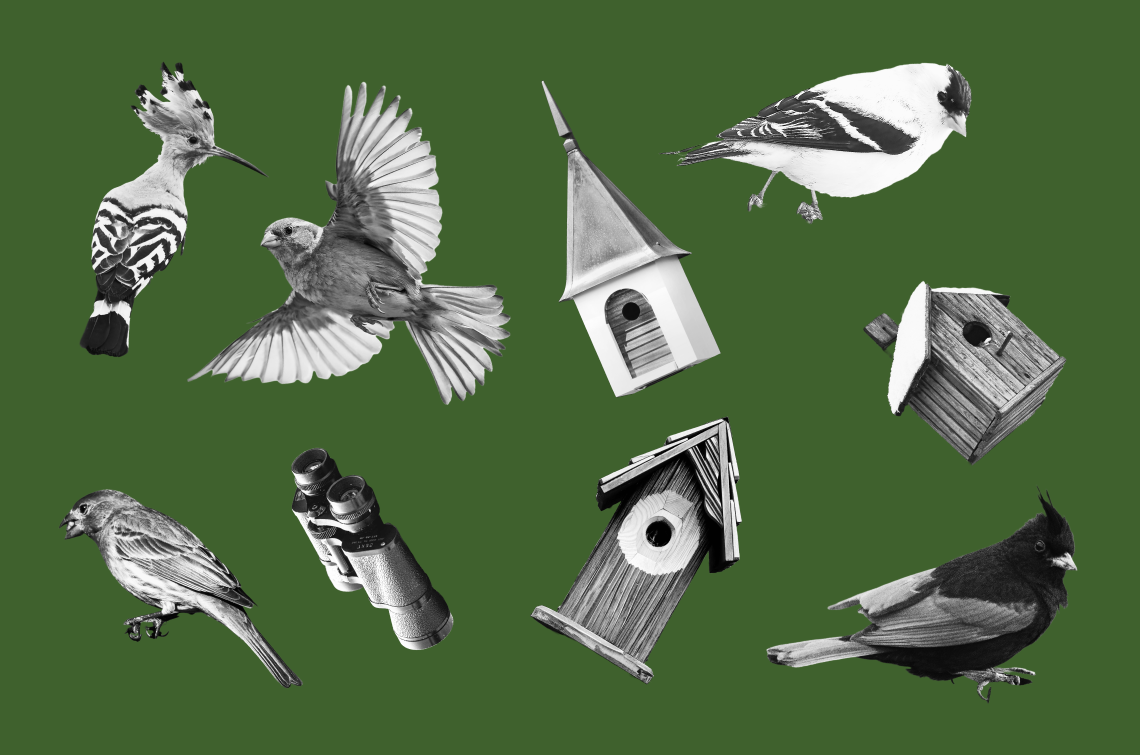 A collage of birds and birdhouses and one pair of binoculars