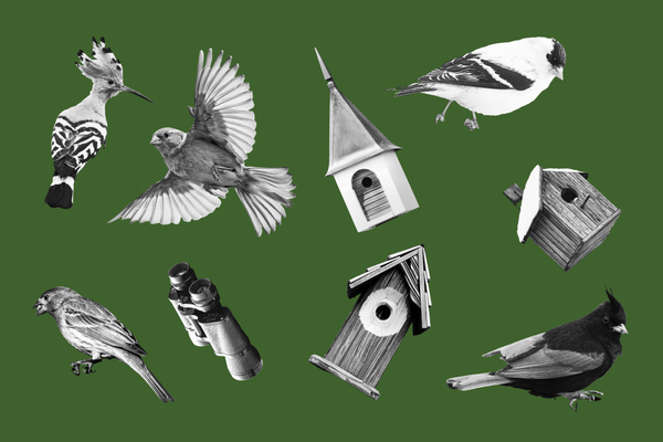 A collage of birds and birdhouses and one pair of binoculars