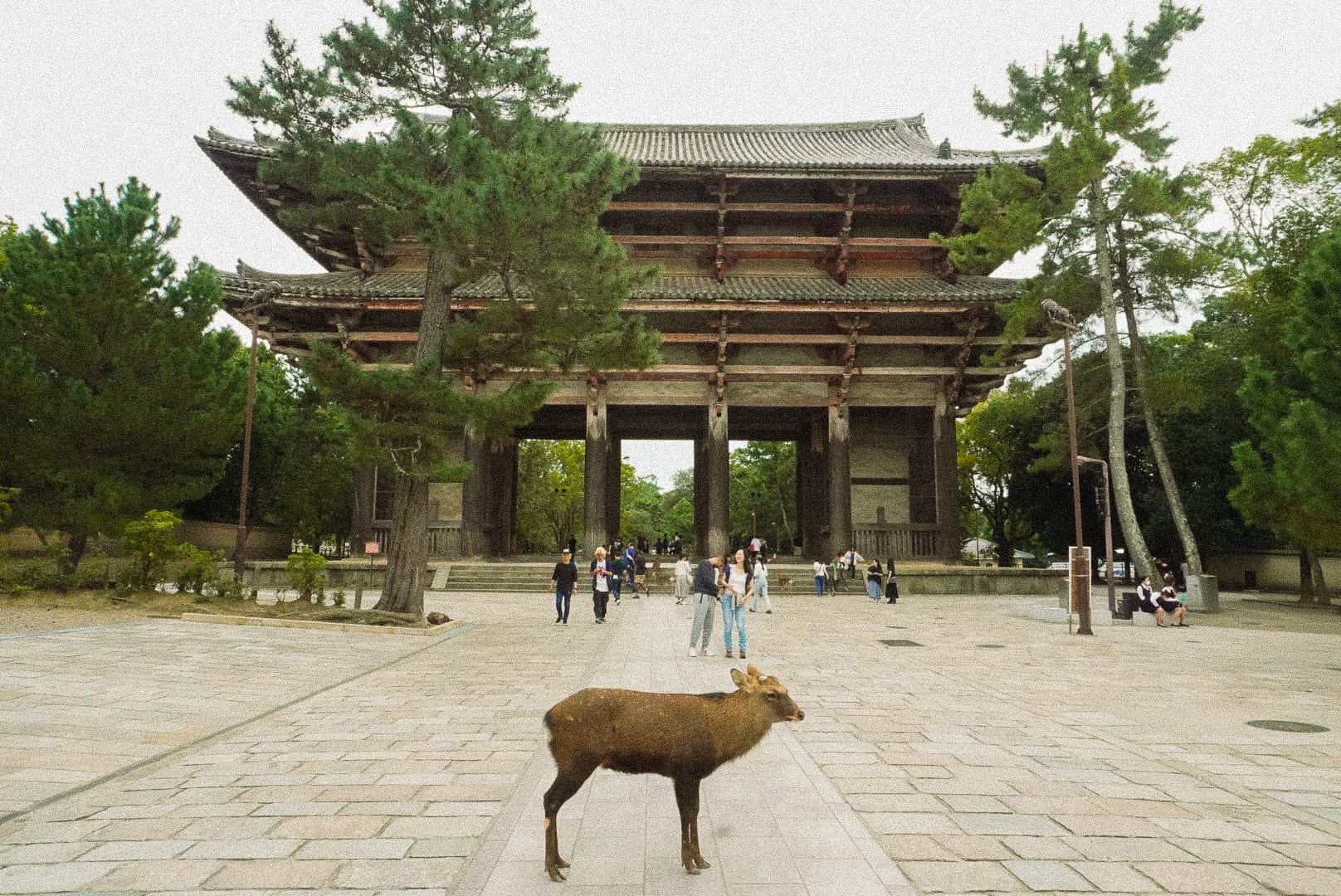 Deer infront of temple entrance in nara
