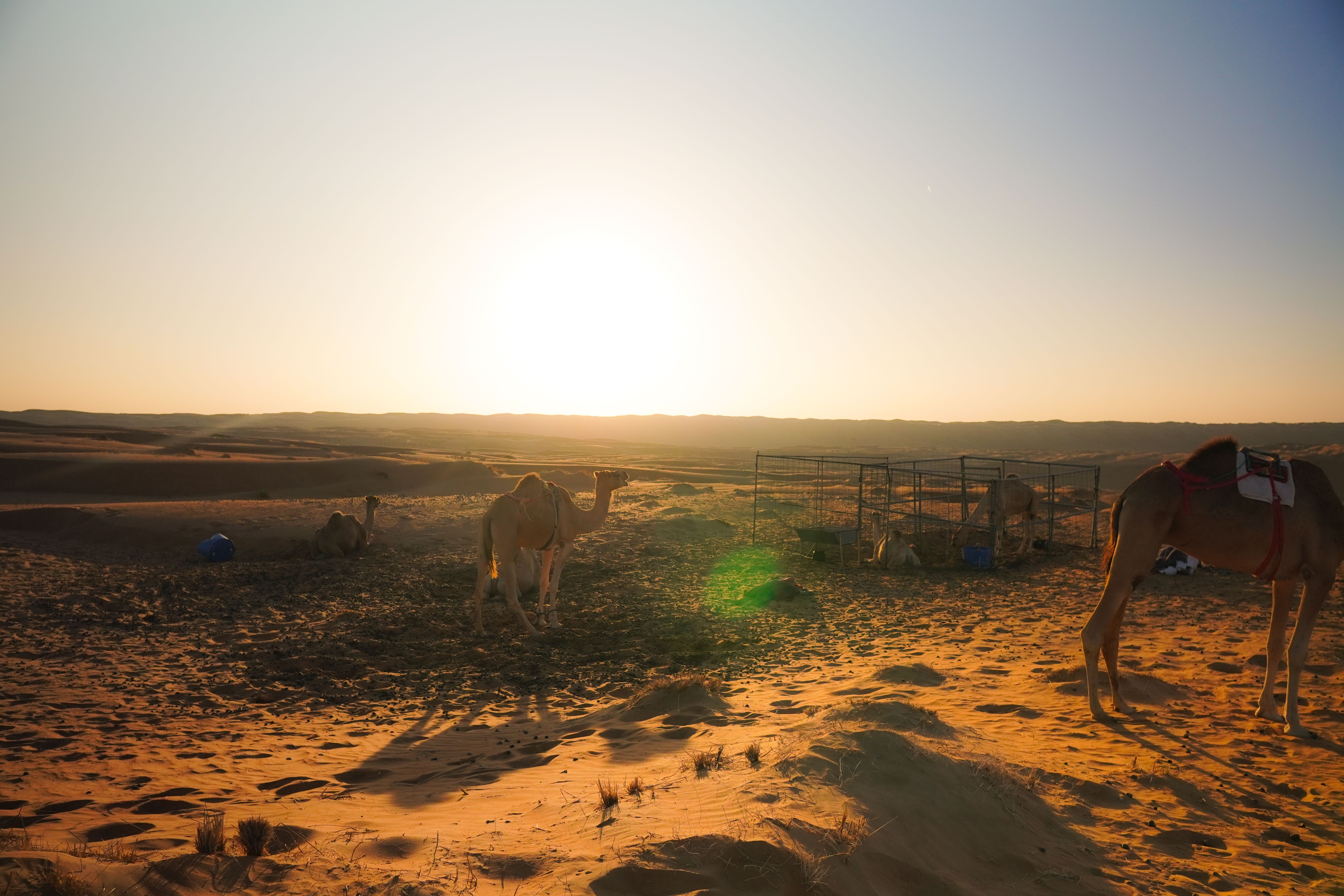 Camels and sun glare in the desert