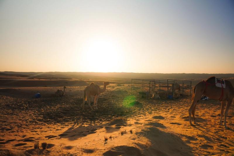 Camels and sun glare in the desert