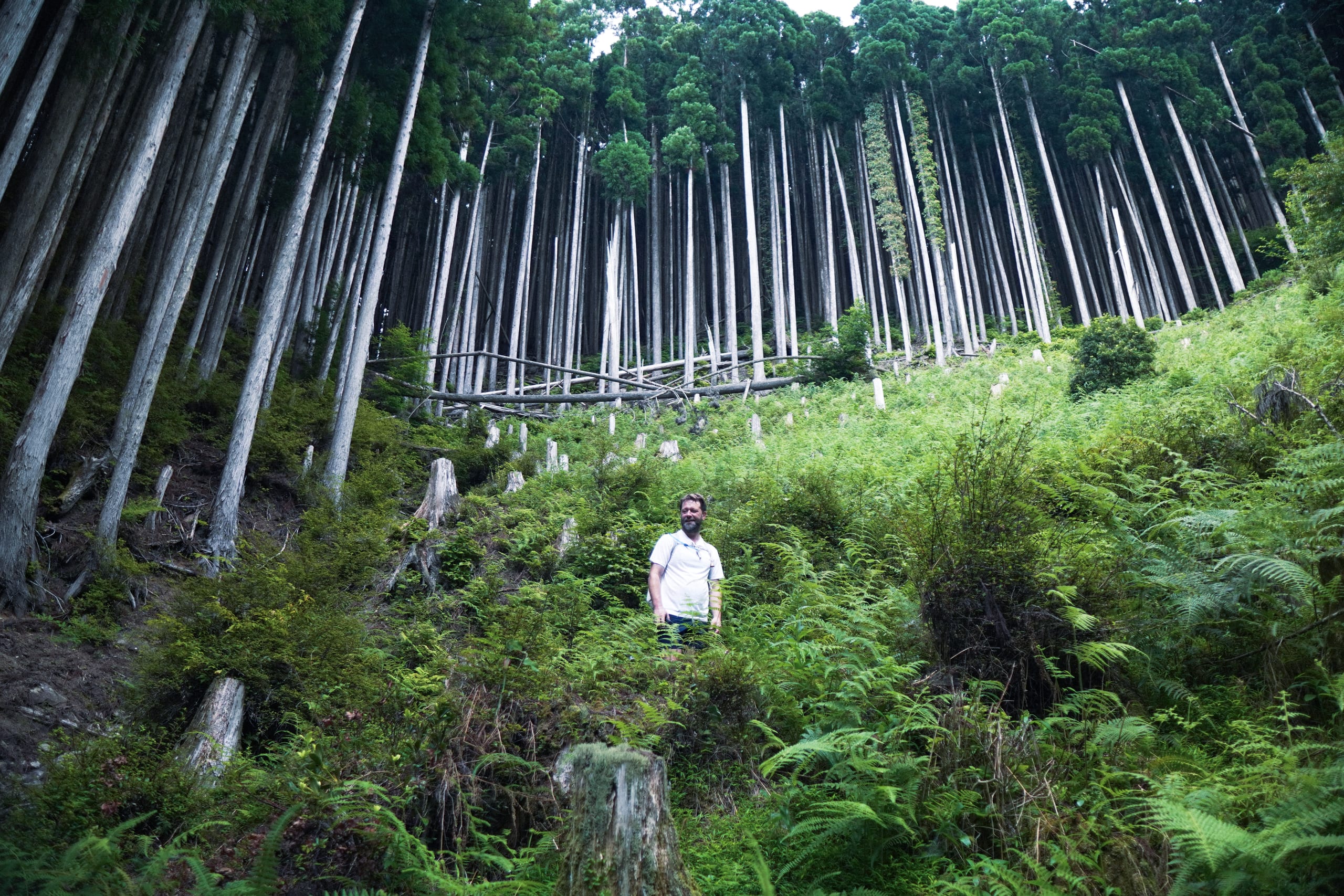 Pilgrim stood amongst trees