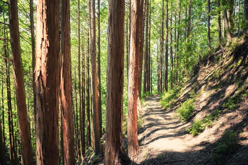 Trail running through pine trees