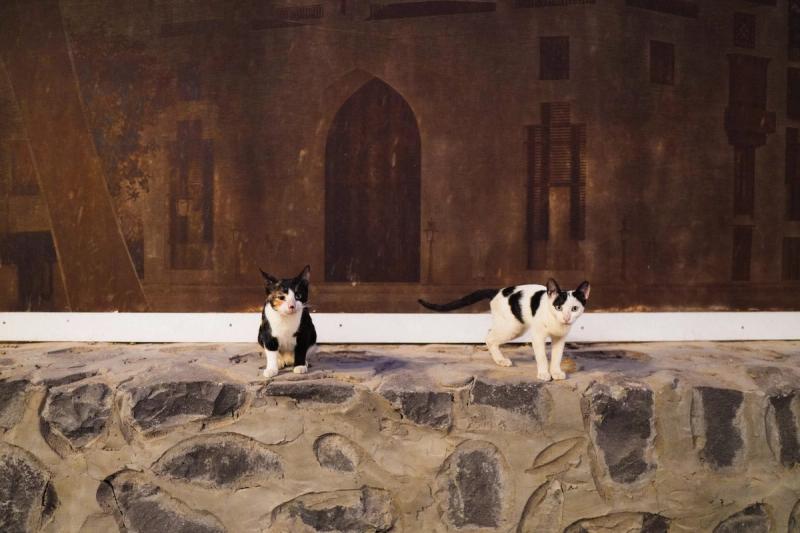 Two kittens on a wall.