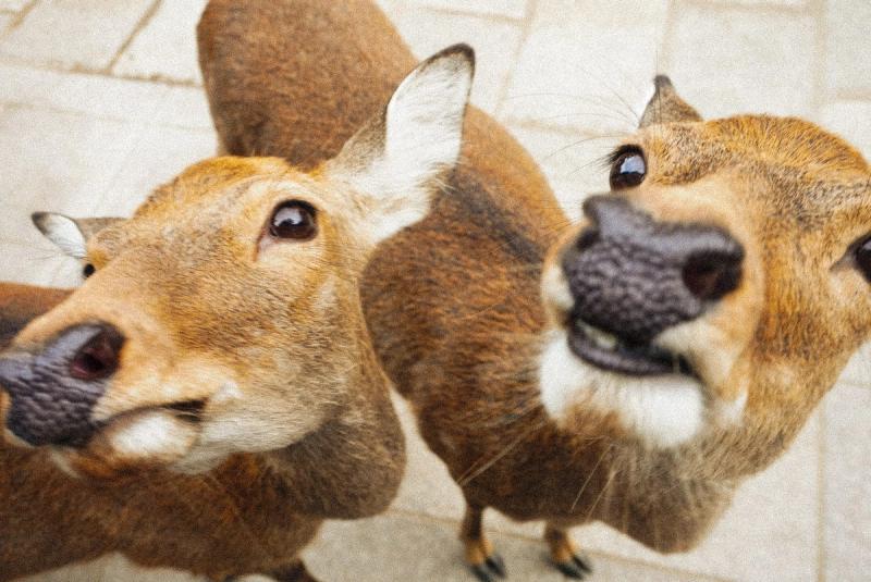Two deer looking toward the camera, Nara
