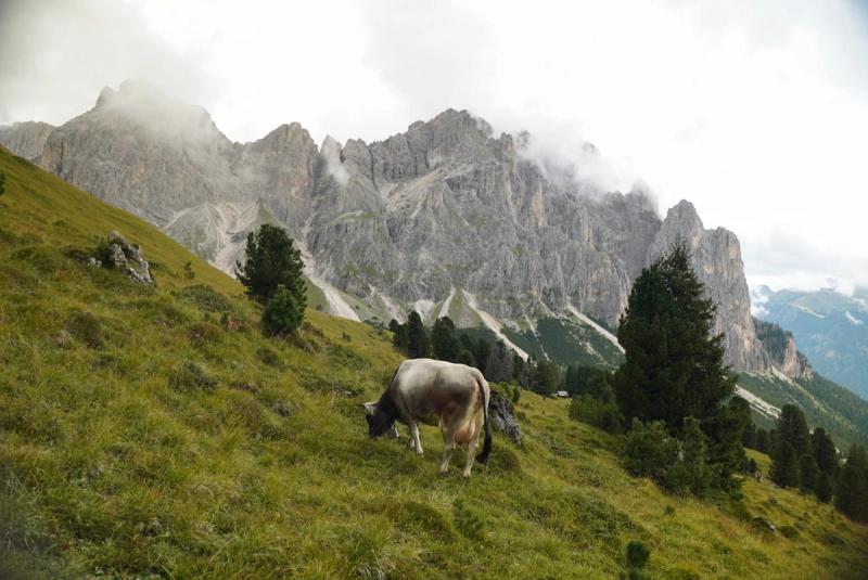 A cow against a mountainous backdrop