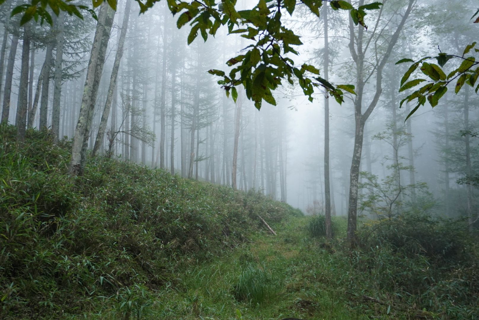 Morning Fog over the Jungle - Wayanad, Kerala, India