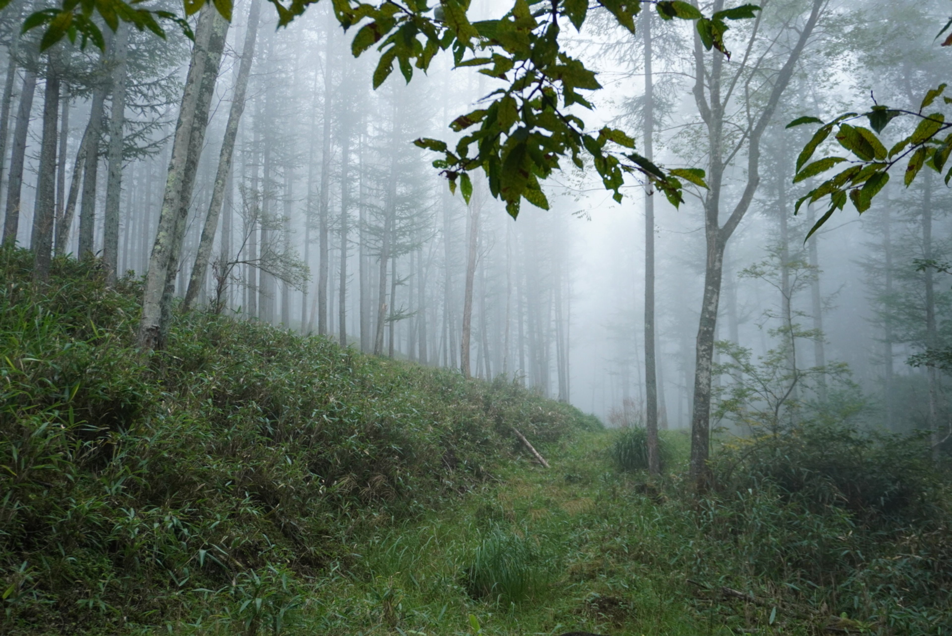 Morning Fog over the Jungle - Wayanad, Kerala, India
