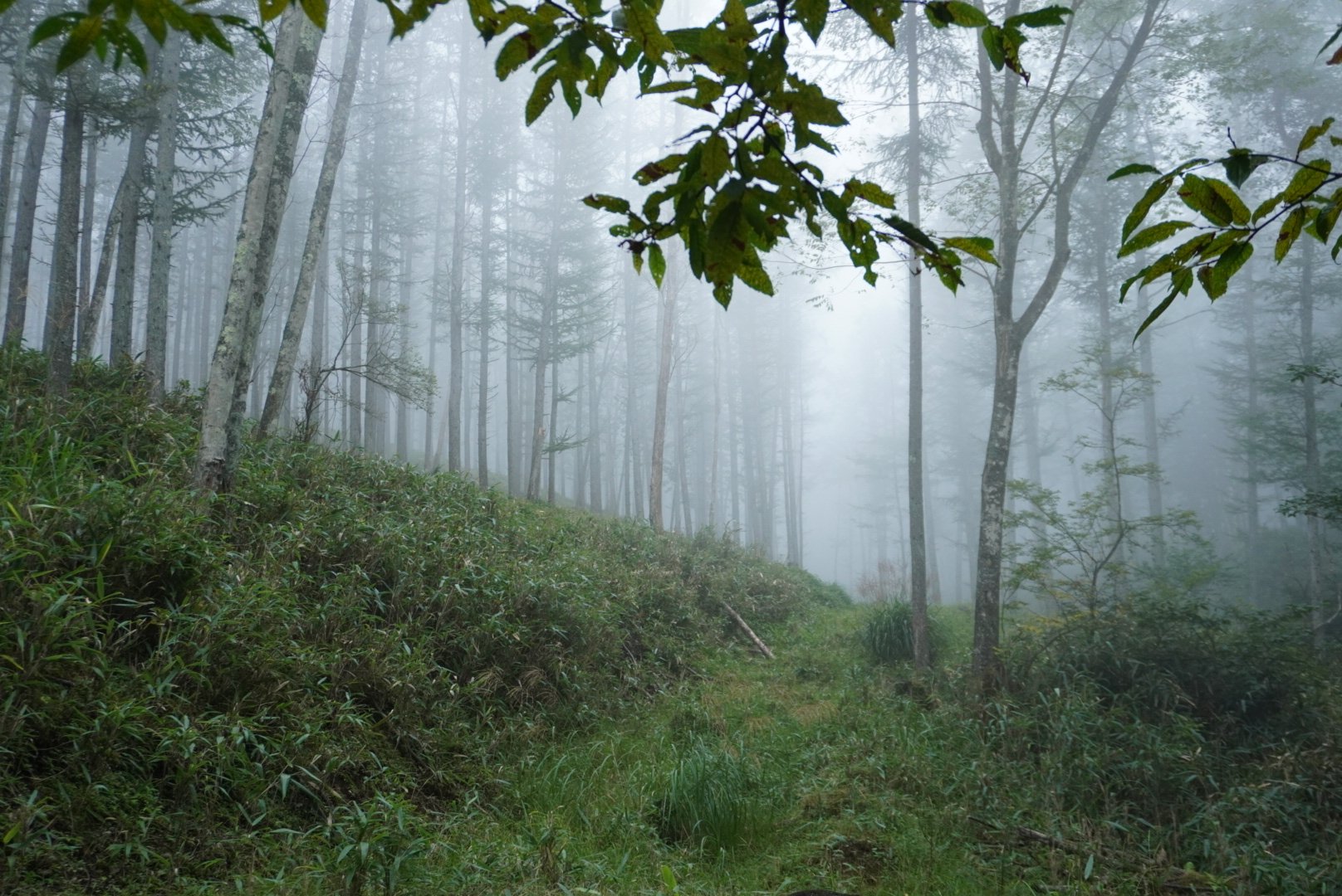 Morning Fog over the Jungle - Wayanad, Kerala, India