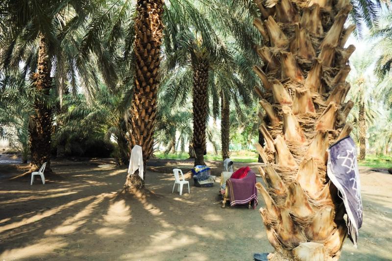 Date palms and plastic chairs strung about