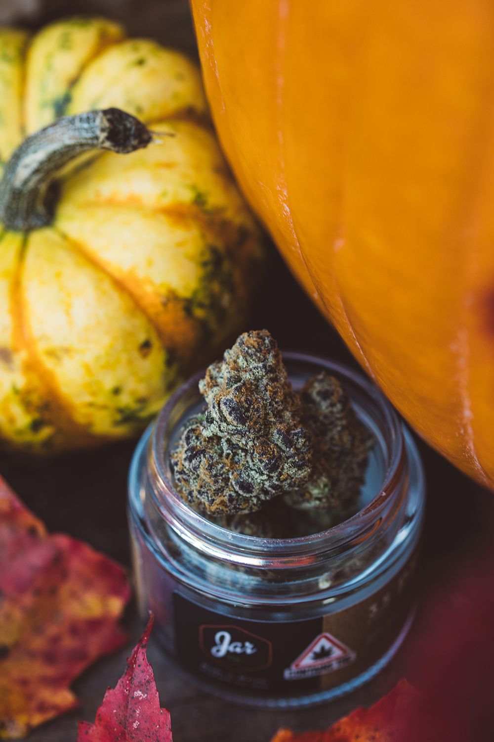 Cadillac Rainbows Fall Strain JAR Cannabis
