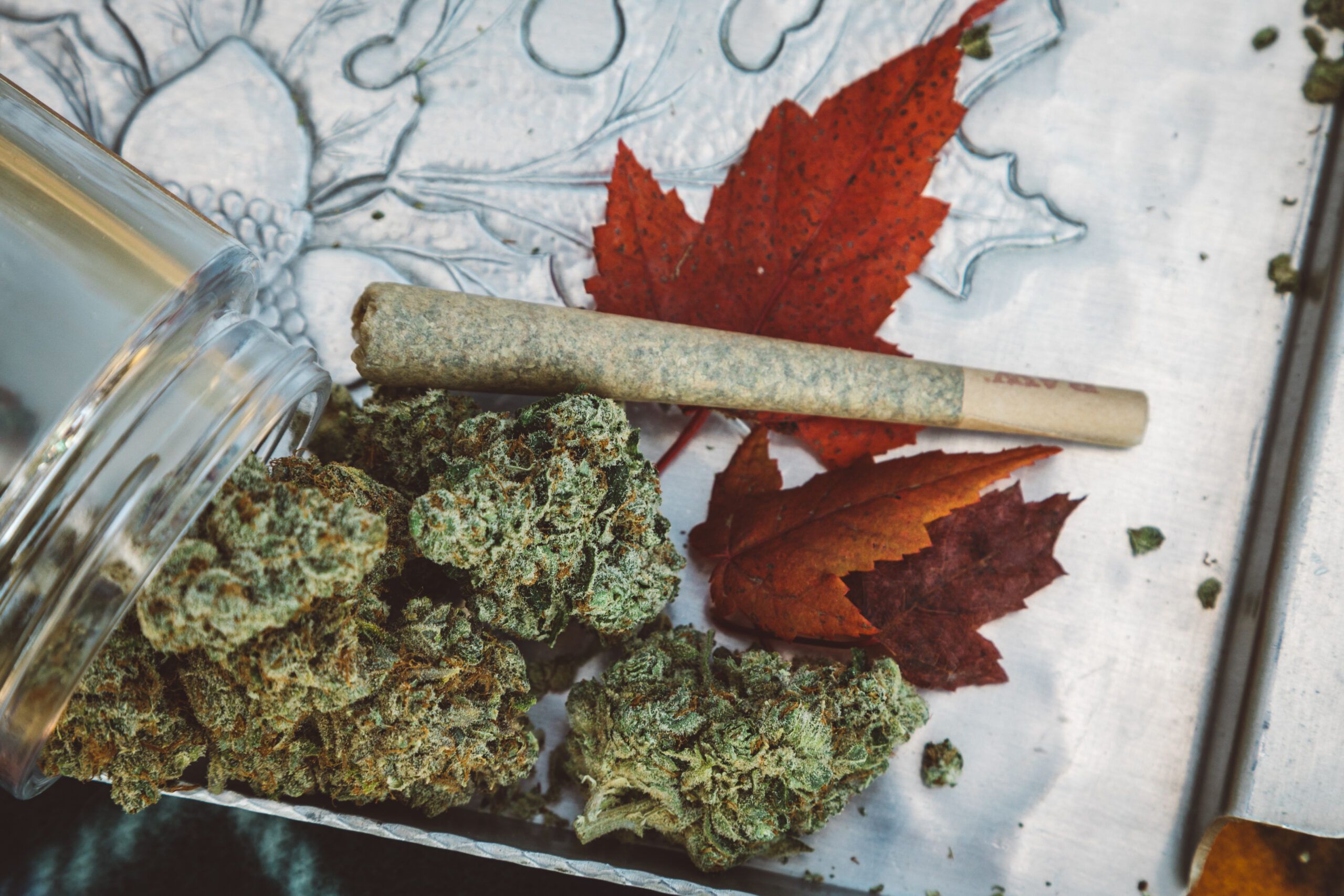 Clementine Kush – Lifestyle 00010