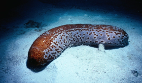 Rare sea creatures and where to find them