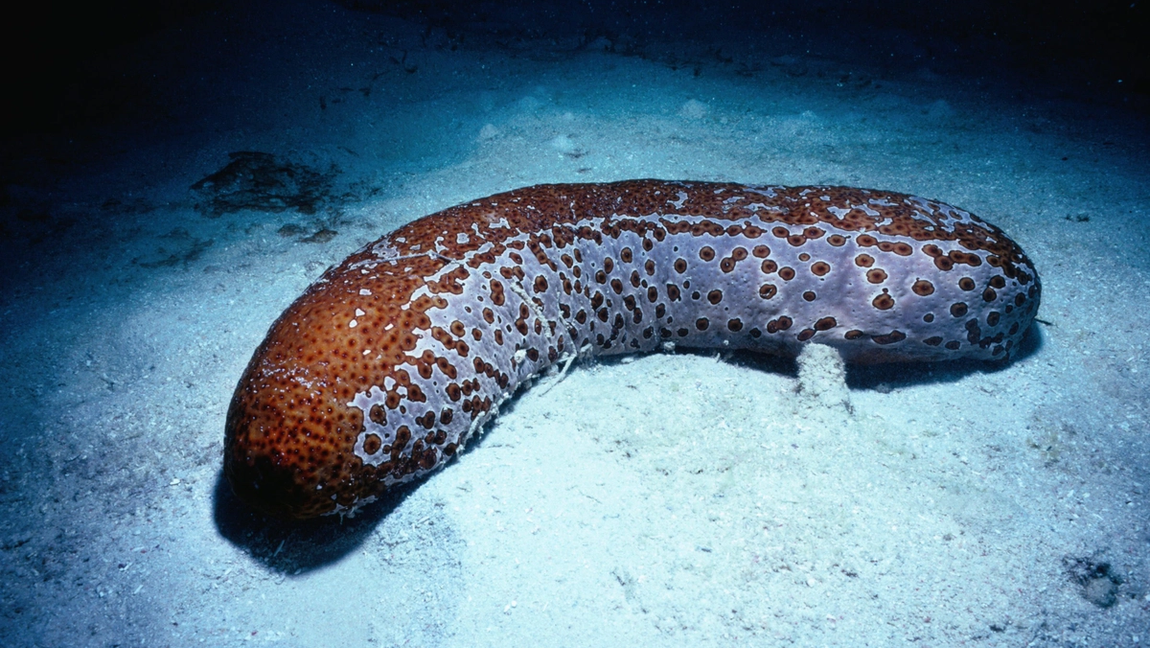 Rare sea creatures and where to find them