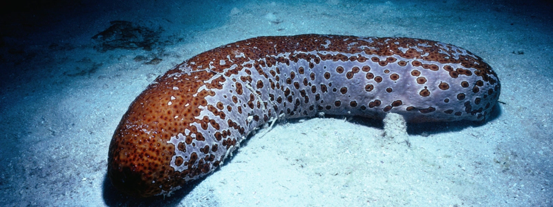 Rare sea creatures and where to find them