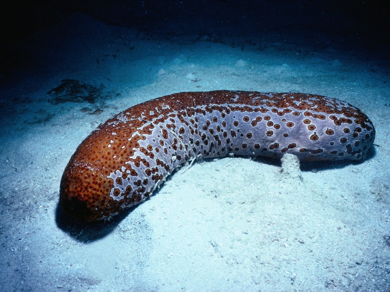 Rare sea creatures and where to find them