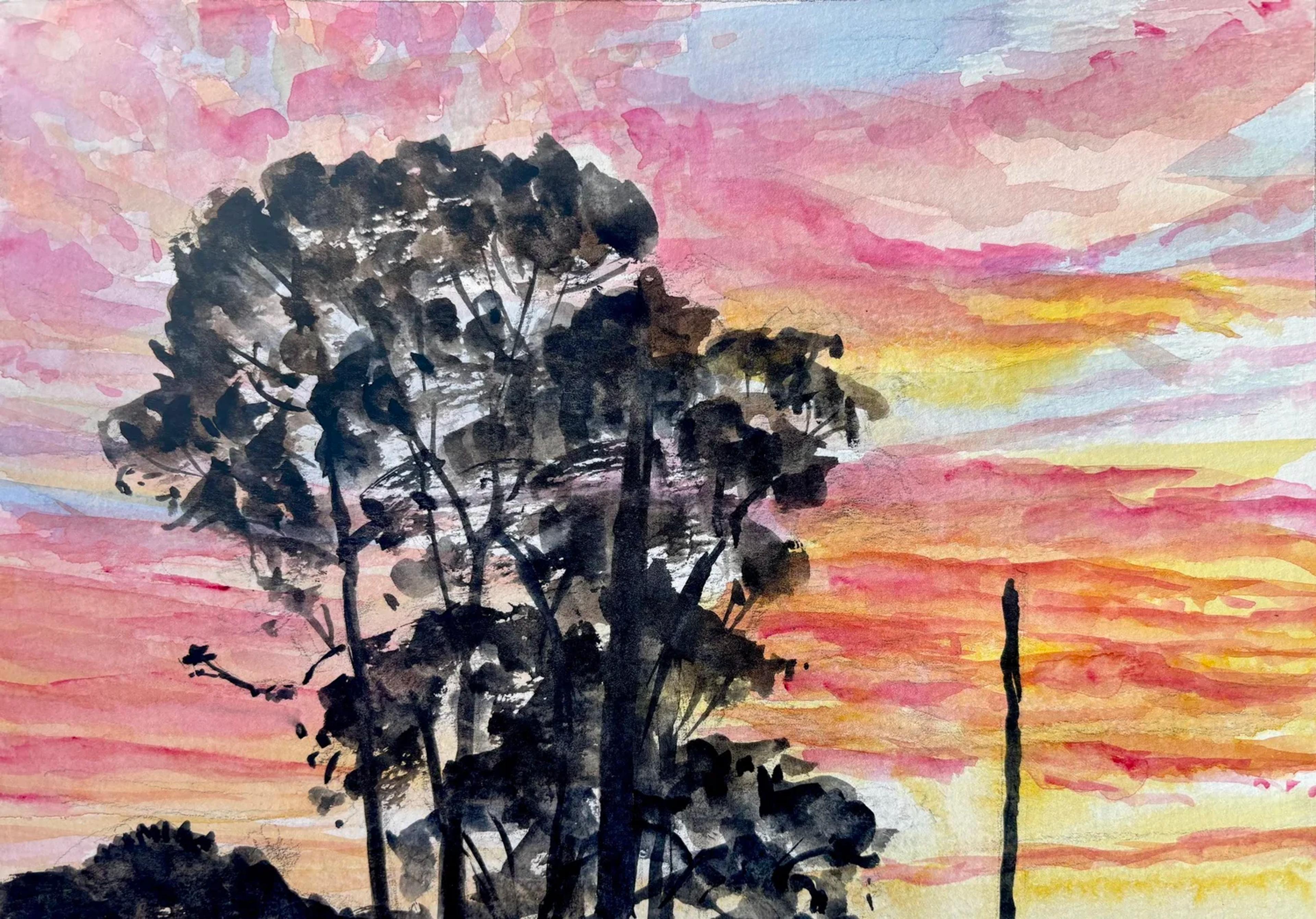 Eucalyptus Sunset
