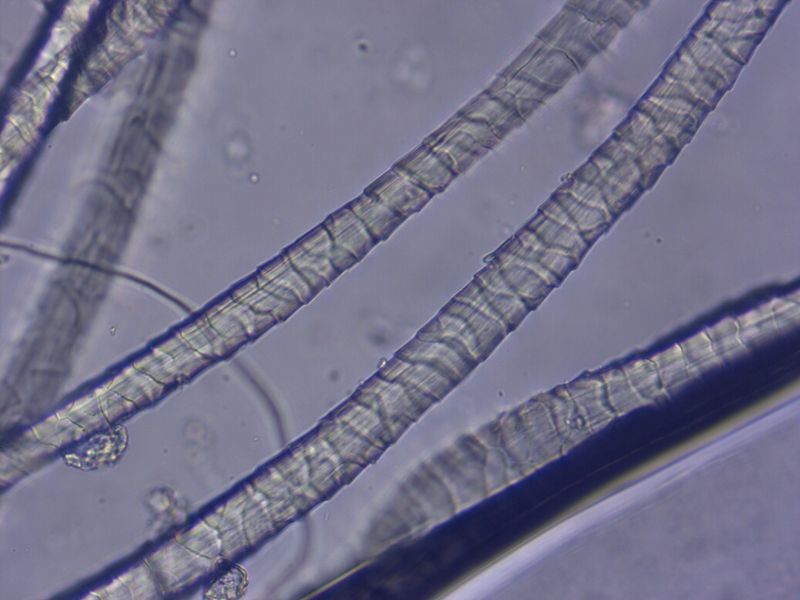 Fiber Fineness Comprehensive Analyzer 