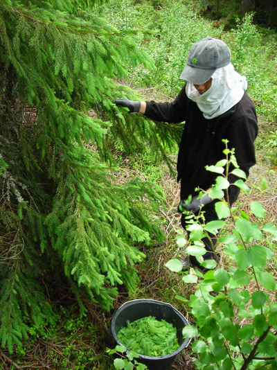 A gatherer in the forrest getting pine spruce for use in SKOG03