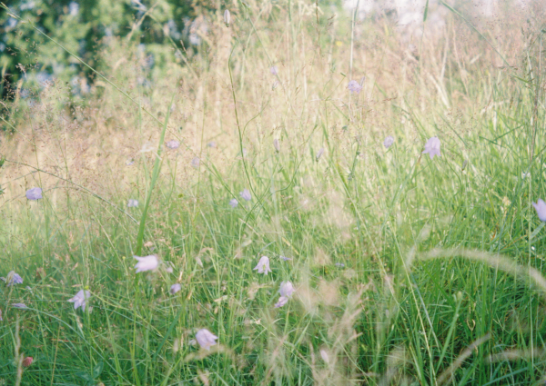 blomstereng
